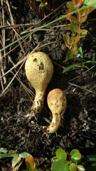 Rhopalogaster transversarius