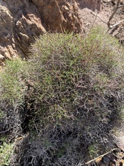 Eriogonum heermannii
