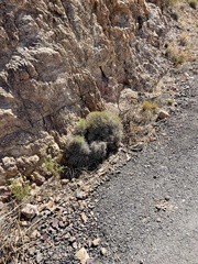 Eriogonum heermannii
