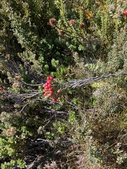Acrothamnus montanus