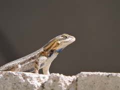 Sceloporus edbelli