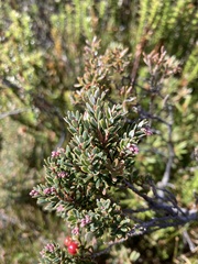 Acrothamnus montanus