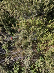 Acrothamnus montanus