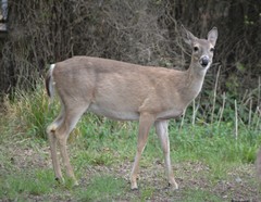 Odocoileus virginianus texanus