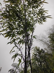 Chimonobambusa quadrangularis