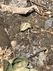 Heliopetes ericetorum