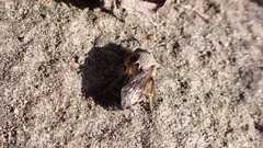 Colletes cunicularius