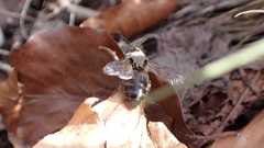 Colletes cunicularius