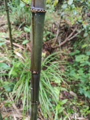 Chimonobambusa quadrangularis