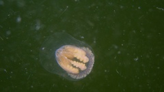 Melicertum octocostatum