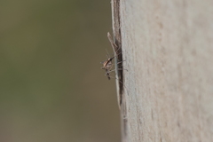 Aedes albifasciatus