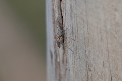 Aedes albifasciatus