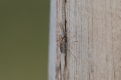 Aedes albifasciatus