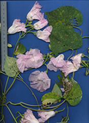 Ipomoea batatoides