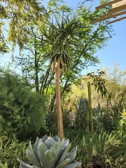 Aloidendron
