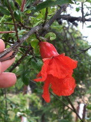 Punica granatum
