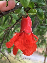 Punica granatum