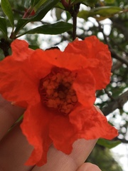 Punica granatum