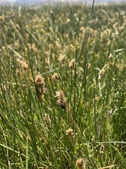 Carex douglasii