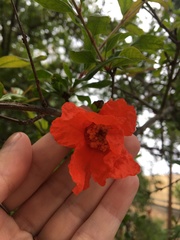 Punica granatum