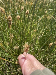 Carex douglasii