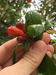 Punica granatum