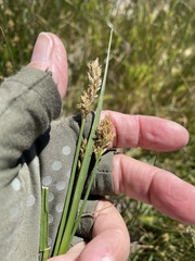 Carex douglasii
