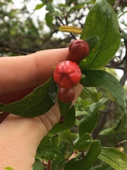 Punica granatum
