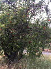 Punica granatum