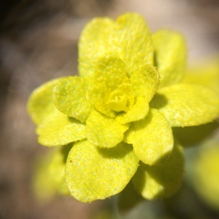Ranunculus alismifolius