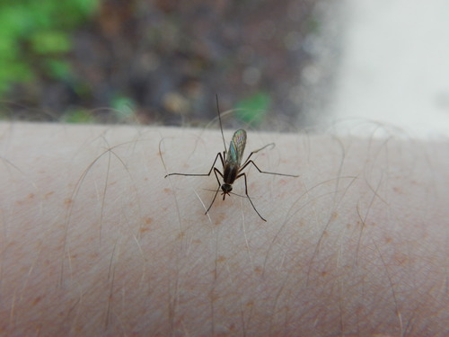 Aedes tormentor photo 3