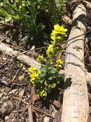 Ranunculus alismifolius