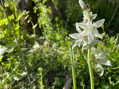 Ornithogalum nutans