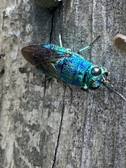 Chrysis angolensis