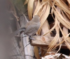 Thryomanes bewickii