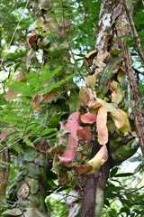 Strophocactus wittii