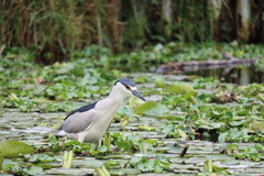 Nycticorax nycticorax