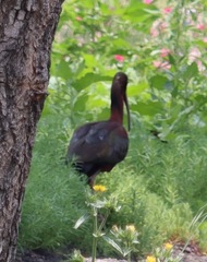 Plegadis chihi