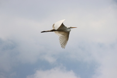 Ardea alba