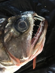 Hydrolycus