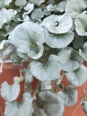 Dichondra argentea