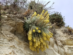 Castilleja hololeuca