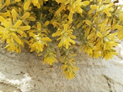 Castilleja hololeuca