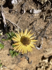 Xerochrysum alpinum
