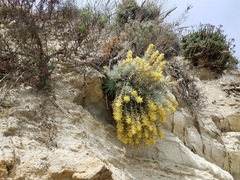 Castilleja hololeuca