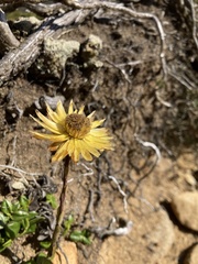 Xerochrysum alpinum