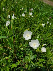 Callirhoe alcaeoides
