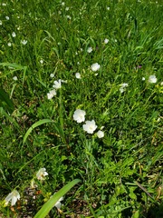 Callirhoe alcaeoides