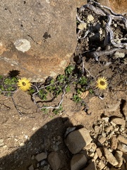 Xerochrysum alpinum