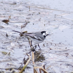 Motacilla alba